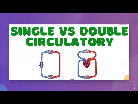 Animal Circulatory Systems &mdash; Single vs. Double Circulatory