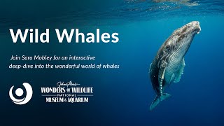 Varsity Tutors' StarCourse - Wild Whales presented by Wonders of Wildlife
