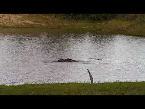 Djuma: Hippo with stick in the dam - 17:30 - 12/28/21