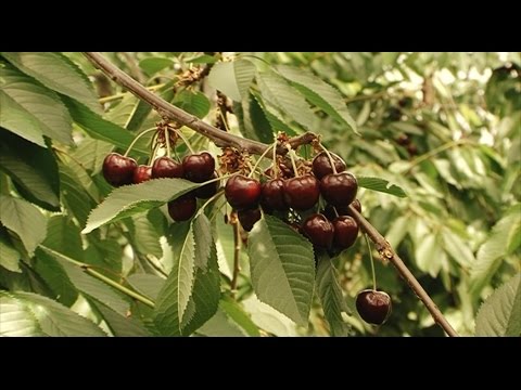 "Von hier zu Dir" (Folge 07): Frische Süßkirschen aus Kerken