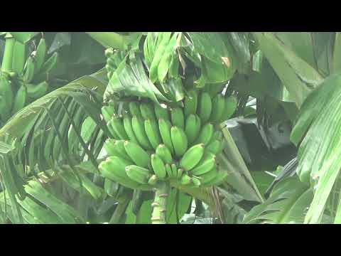 El Jardín crece y diversifica sus producciones