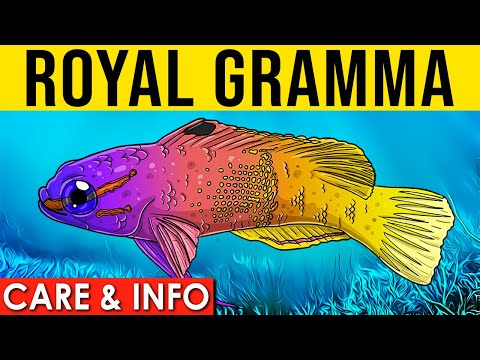Royal Gramma Basslet Info and Care