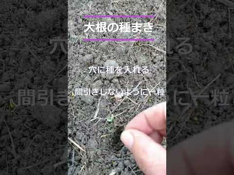  2023年春の月に合わせて大根の種まきはいつ？成功するにはどうすればよいでしょうか?完全なガイド  庭園