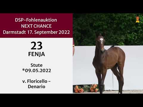 KN 23: Stutfohlen v. Floricello / Denario