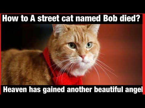 Reason to died a street cat named Bob | You definitely shocked after knowing