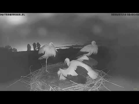 The death of a young stork in the nest~Wamel~Netherlands~2020-07-10