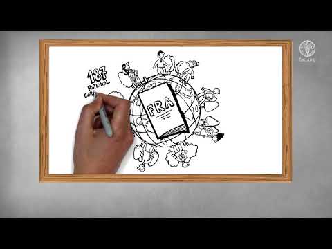 Insight into the Global Forest Resources Assessment process