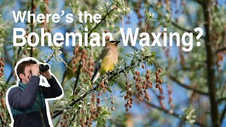 Seeking a RARE Bohemian Waxwing Amidst a Flock of Cedar Waxwings