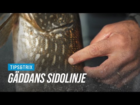 Gäddan känner ALLT som rör sig i vattnet