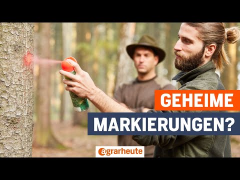 Baum-Markierungen im Wald: Das steckt hinter den geheimnisvollen Symbolen