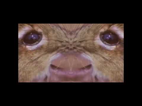 Smams Clan Official Theme Song