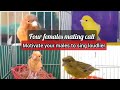 BEST Mating Call 4 Females Canary EVER To MOTIVATE Your CANARY To Sing LOUDLIER HD LIVE Training
