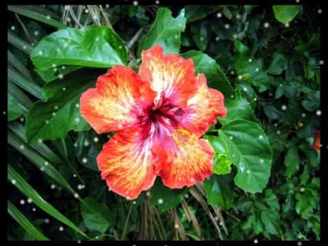 Akino 2014 E laui tau