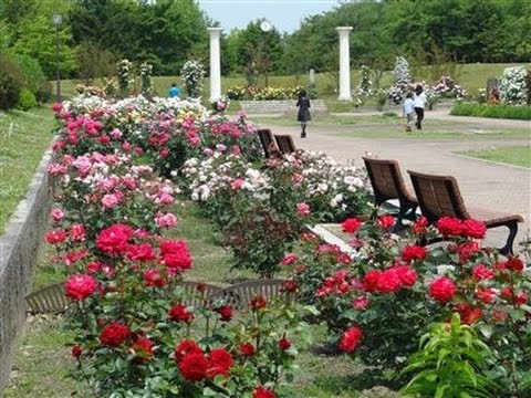 Rosas y Satsuki en el Jardín Botánico Verde Urbano de la ciudad de Kasugai (Greenpia Kasugai)