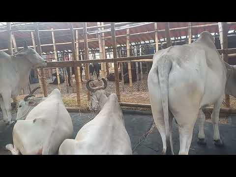 American Ranchers Raise 30,1 Million Beef Cattle This Way - American Cow Farm / caw farm