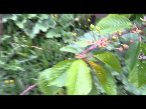 Cherry variety Napoleon Bigareu: in fruit