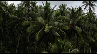 RANG SHARBATON KA SHORT COVER || SARMA SISTERS || ATIF ASLAM, CHINMAYI SRIPADA ||