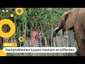 Te koop: 170 olifanten uit Namibië