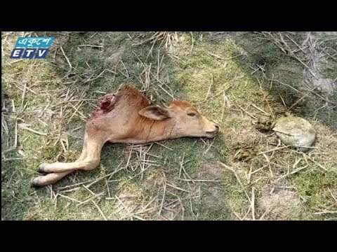 বরগুনার তালতলীর লোকালয়ে বাঘ আতঙ্ক