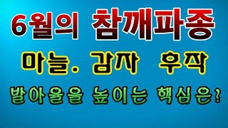 [텃밭농부. 1,099]  6월에 참깨파종. 마늘 감자 후작으로 #참깨재배