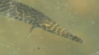 preview picture of video 'Gar fish on the UL Lafayette campus'