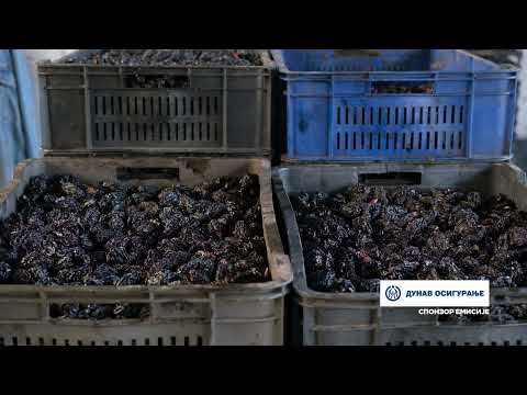 Složno, uspešno! ep. 181 05.09.2023. Gazdinstvo Stojanovića iz selo Prebreza kod Blaca, šljiva