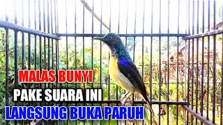 Download lagu Kolibri kelapa | manggar burung malas bunyi  putar ini pasti langsung buka paruh gacor mp3