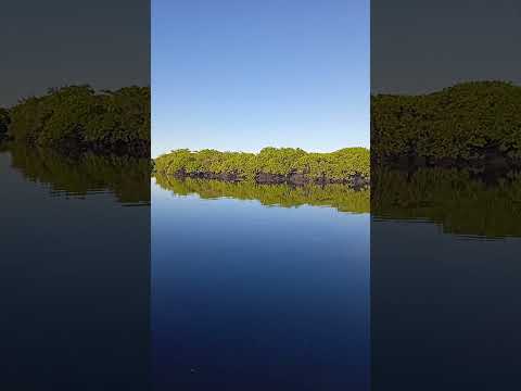 Amanhecer no Rio do Mangue – Ubatuba | São Francisco do Sul 🌅 #Shorts