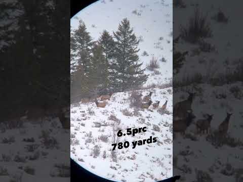 2 Elk 680 yards 6.5 prc // Elk Hunting video kill shot #hunting