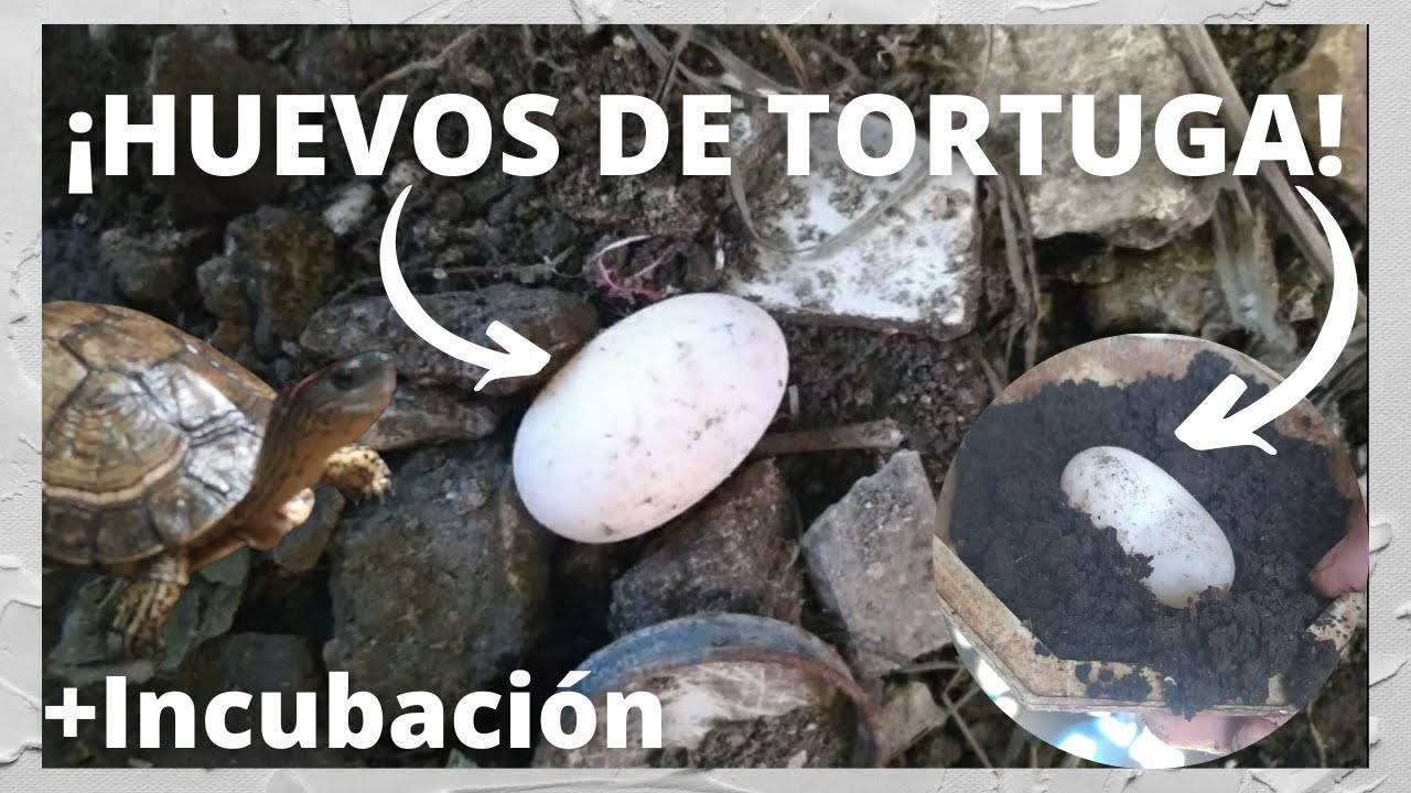 ¡Encontré huevos de tortuga! 😱|Primeros huevos de la temporada +Incubación 🥚🐢