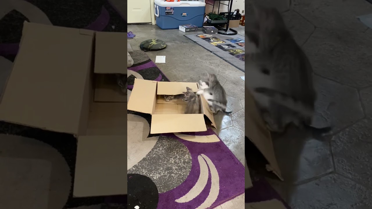 Enlarge Kittens, Kittens, Kittens, a ADOPTABLE mixed breed in Metairie, LA video 1/3