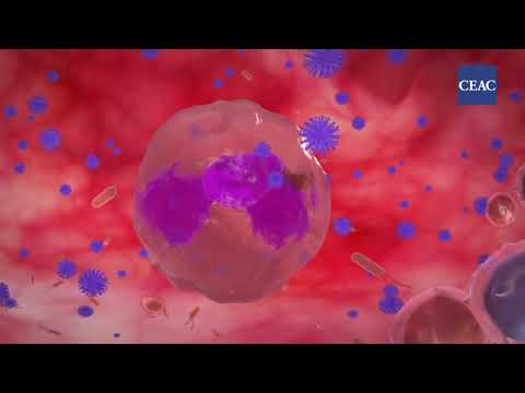 Vídeo Corporativo 360 Ceac 360