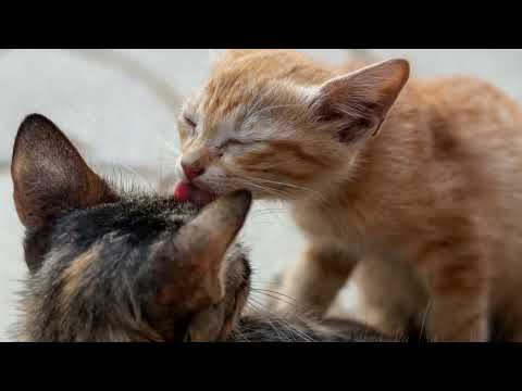 Why Do Cats Lick You? Is It Their Way Of Showing Affection?