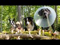 Strays | Mushroom Party Scene