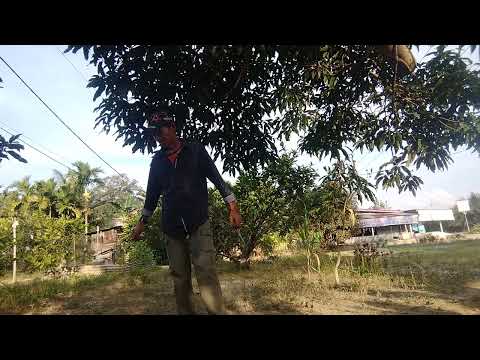 manga rang rantau.ndak pulang pulang