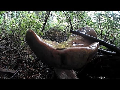 Що зараз в Горах Карпатах з Грибами?  What's in the Carpathian Mountains now with Mushrooms?