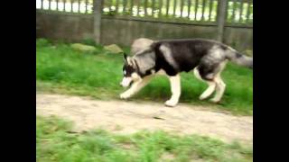 Karima The Future is Ours