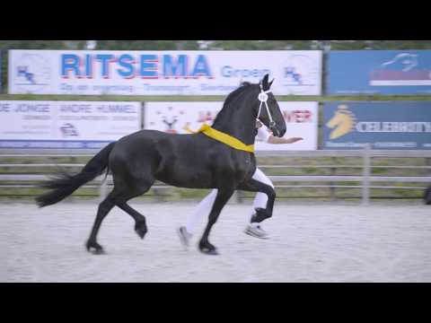 kampioen fokdag Groningen &#8211; Drenthe 2019 Danielle alita (Fonger 478)