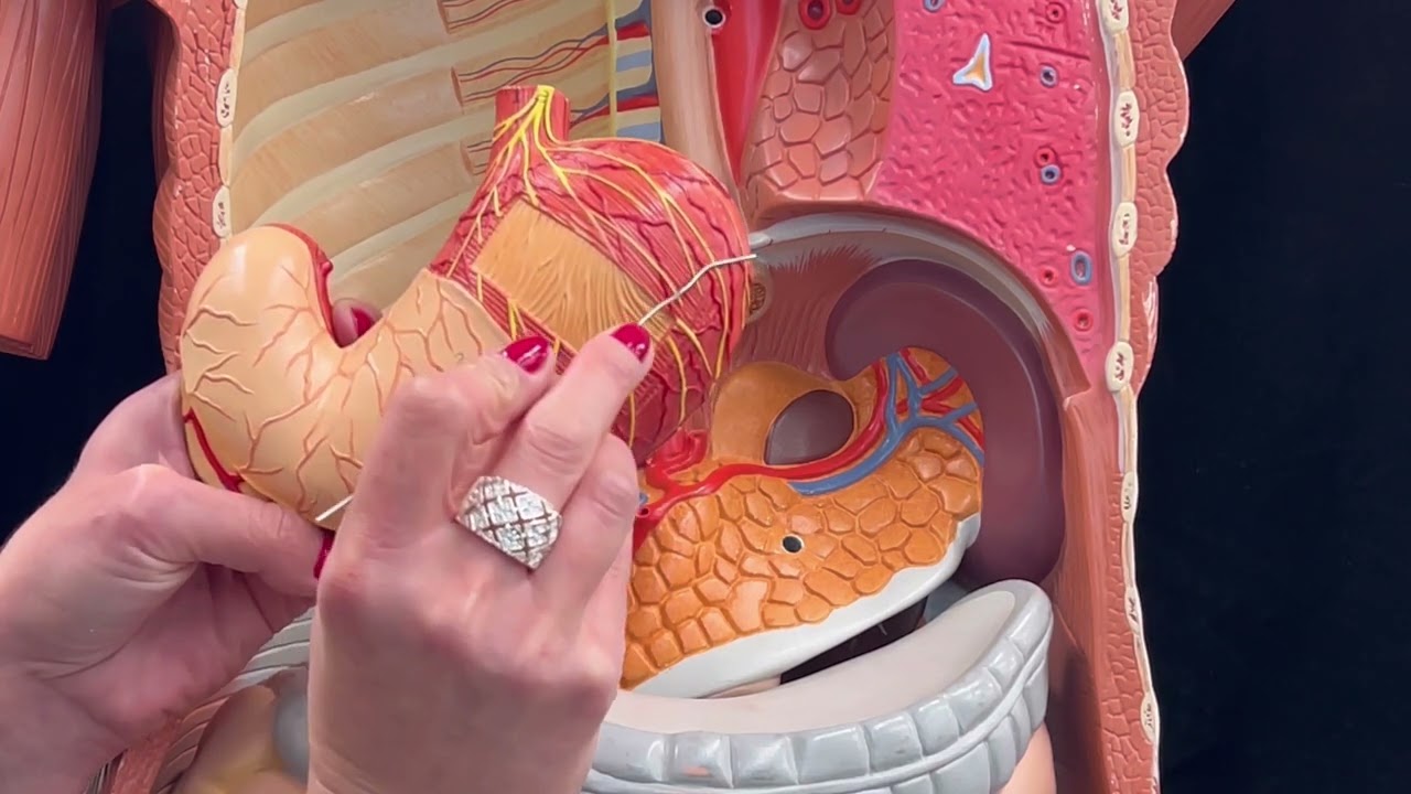 Dr. Benaduce: Digestive System - 3D models