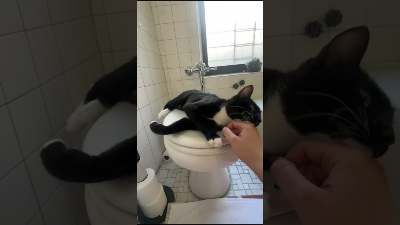 Nina, a ADOPTABLE Domestic Short Hair in Brooklyn, NY video 6/6