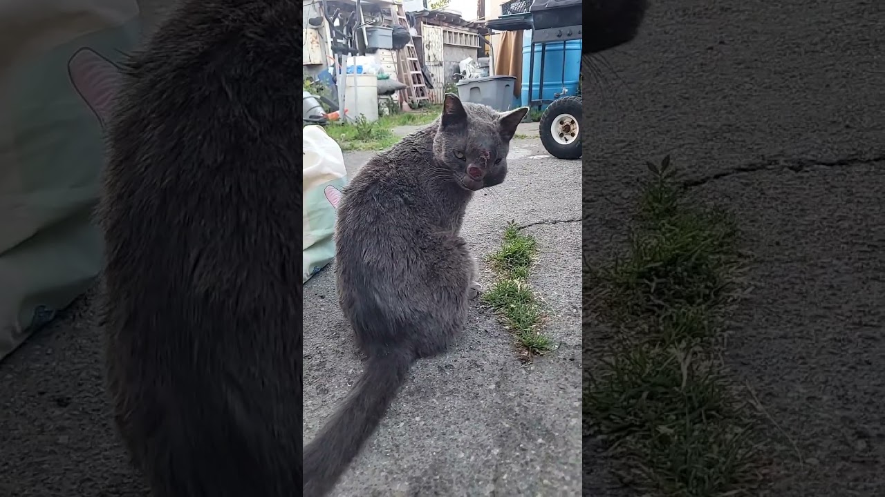 Brisa video