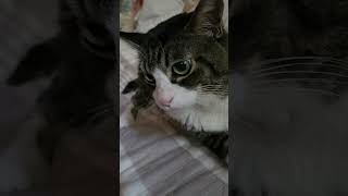 うちのぬこ