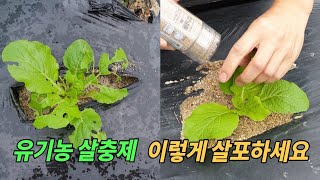 가을 김장배추심는방법 배추 밑거름주기 배추벌레 퇴치법 친환경 살충제