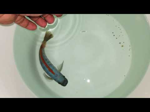 Trewavasae T/W (BIG PAPA) 6.5" 🦏