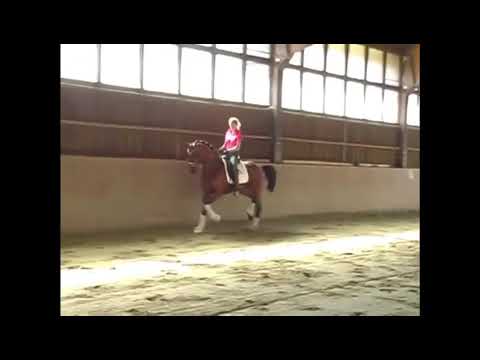 First Ampere Stallion For Sale