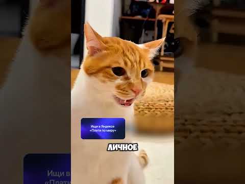 6 признаков любви кошки  🐈❤️ #животные #милыеживотные