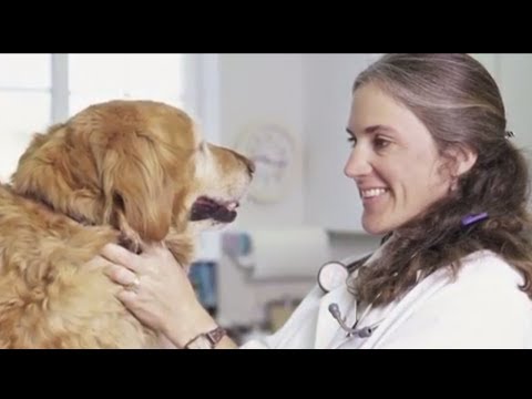 Pets + Us video/presentation/materials