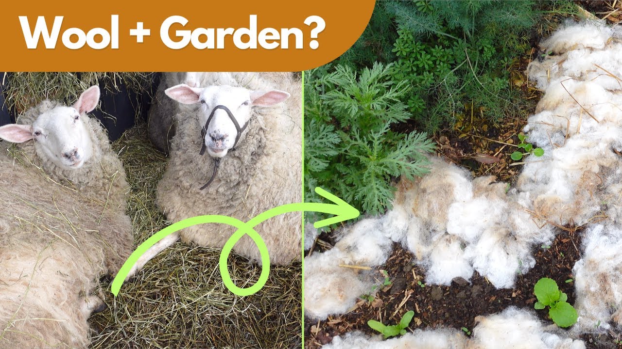 3 Ways to Use Wool In The Garden or Greenhouse