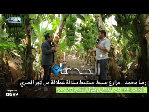 , title : 'رضا محمد .. مزارع بسيط يستنبط سلالة عملاقة من الموز المصرى بأنتاجية 40 طن للفدان وطول الثمرة ٣٠ سم'