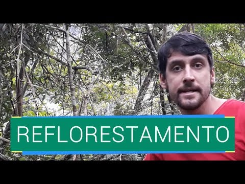 REFLORESTAMENTO COM ÁRVORES NATIVAS DO BRASIL (MOGNO, COPAÍBA, PAJURÁ...)